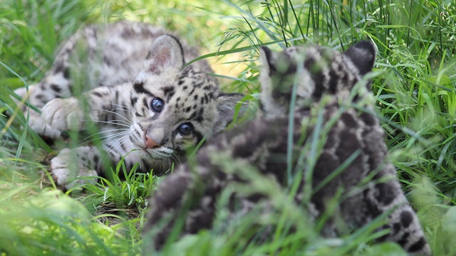 pittsburgh-zoo-baby-clouded-leopard-cubs.jpg 