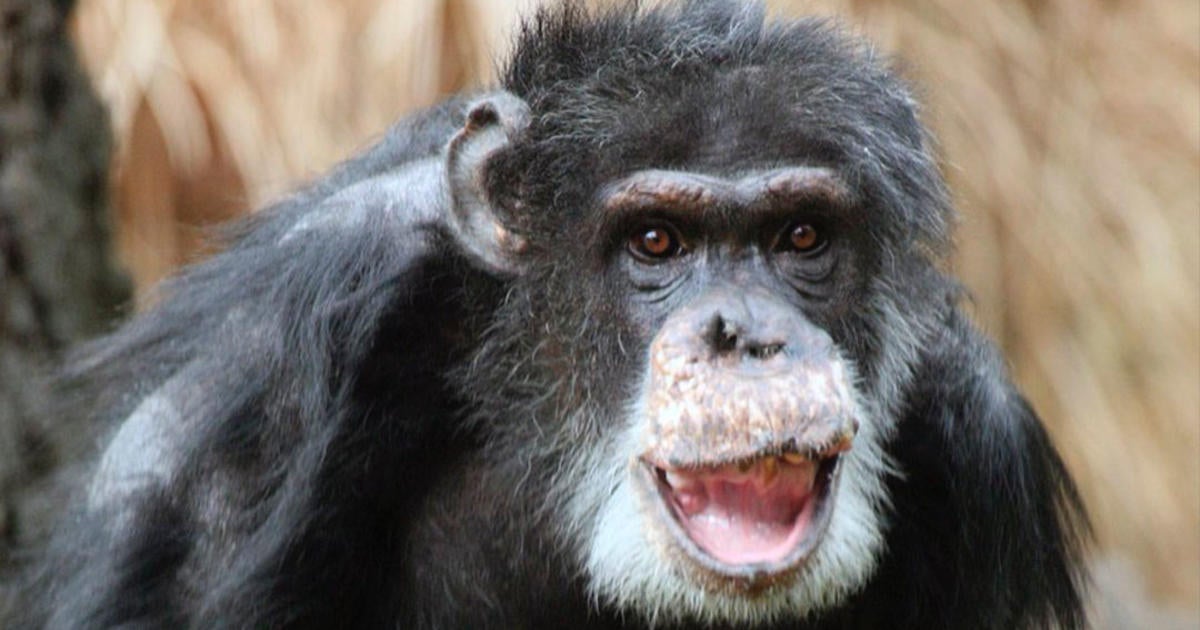 Dallas Zoo's Oldest Male Chimpanzee 'doyle' Passes Away At 49 - Cbs Texas