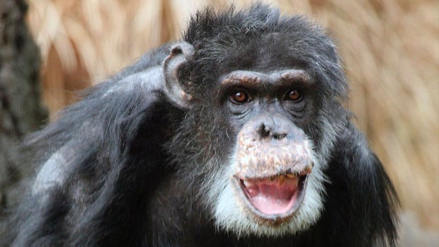 Doyle the chimpanzee passed away 