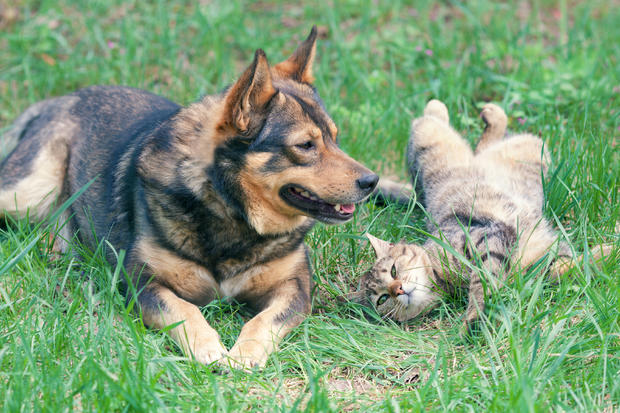Dog and cat playing together 