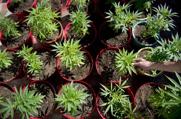 COLOMBIA-CANNABIS-LEGALIZATION 