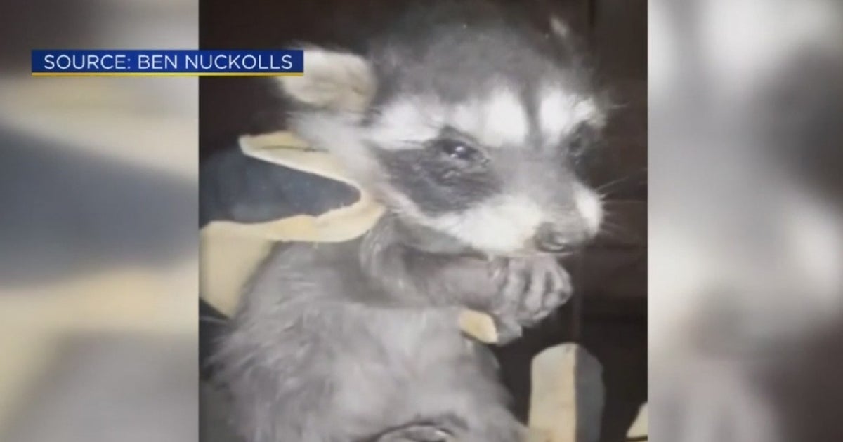 Baby Raccoon Stuck Inside Wall Of Fairfield Home Rescued - CBS Sacramento
