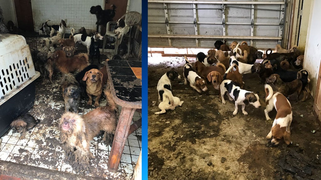 More Than 100 Dogs, Cats Rescued From Deplorable Conditions In South ...