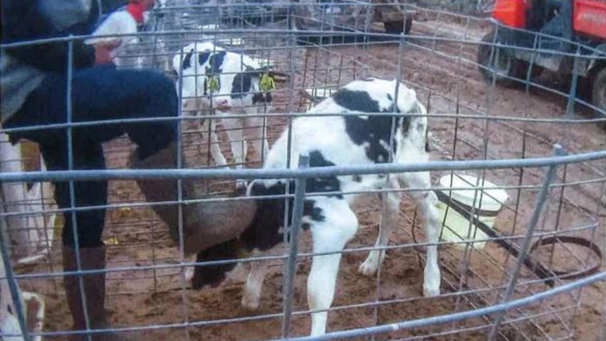Fair Oaks Farms animal abuse After video exposes abuse at Fair Oaks