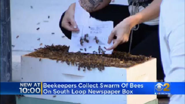 south-loop-bees.jpg 