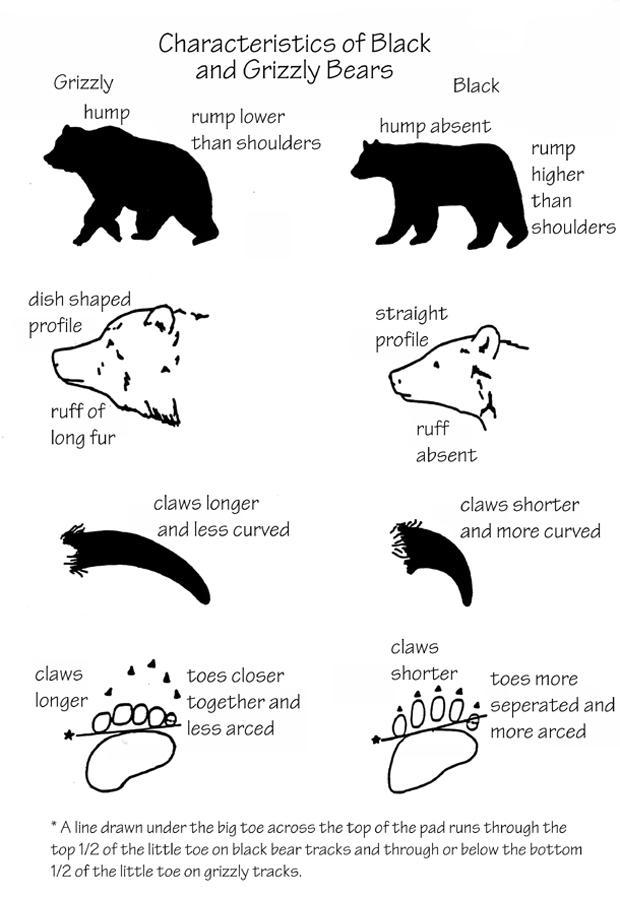black-and-grizzly-bear-characteristics-620.jpg 