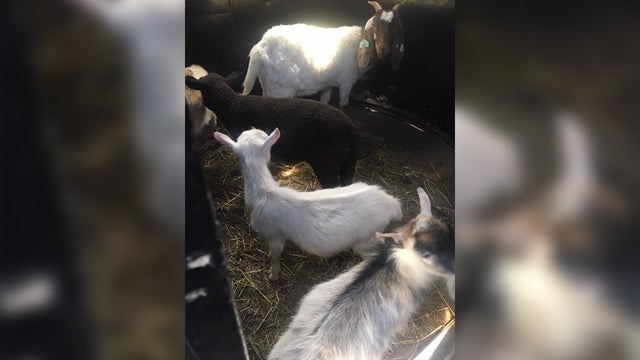 allegheny police trailer 4 edit