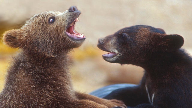 grizzly-and-black-bear-cubs-verne-lehmberg-promo-top.jpg 
