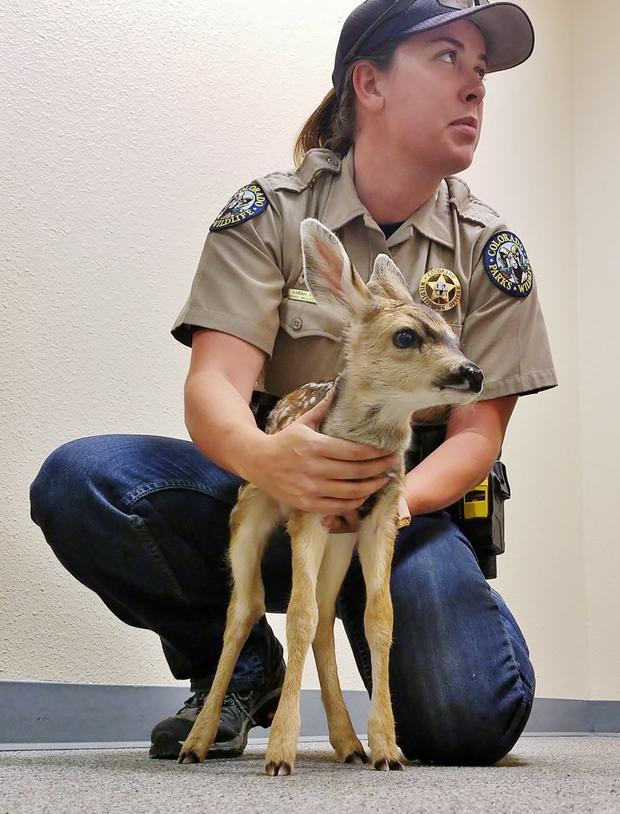 csprings fawn rehab 2 