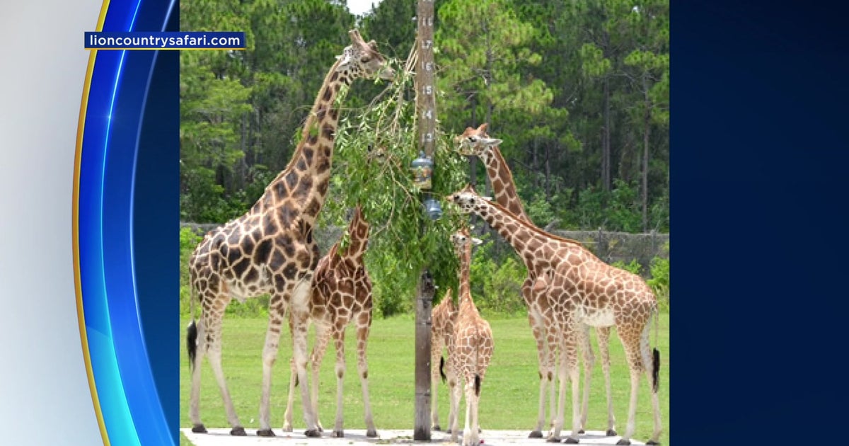 Lightning Strike At Lion Country Safari Kills Two Giraffes CBS Miami