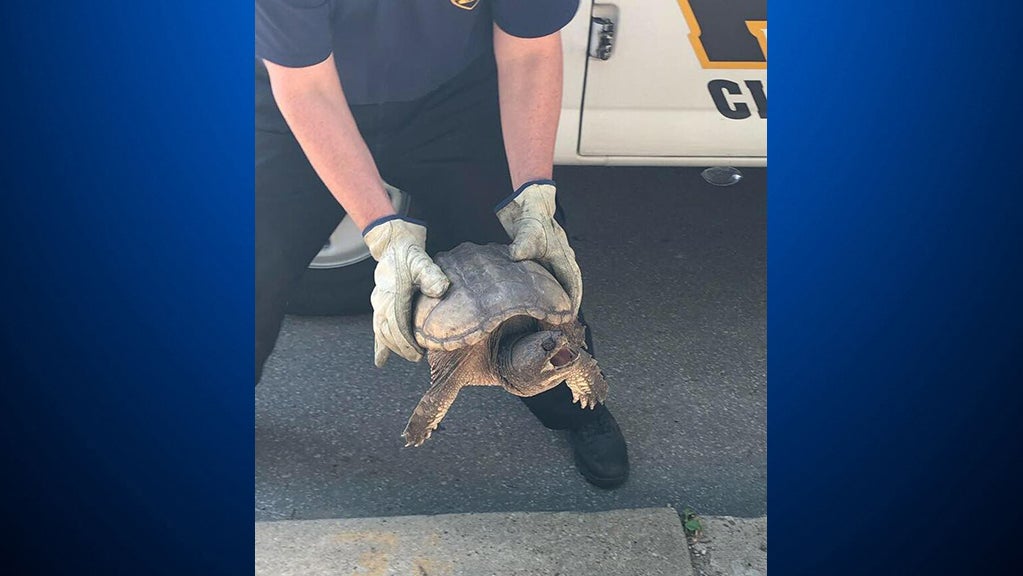 Pittsburgh Police Rescue Turtle From Busy Street In Lawrenceville - CBS ...