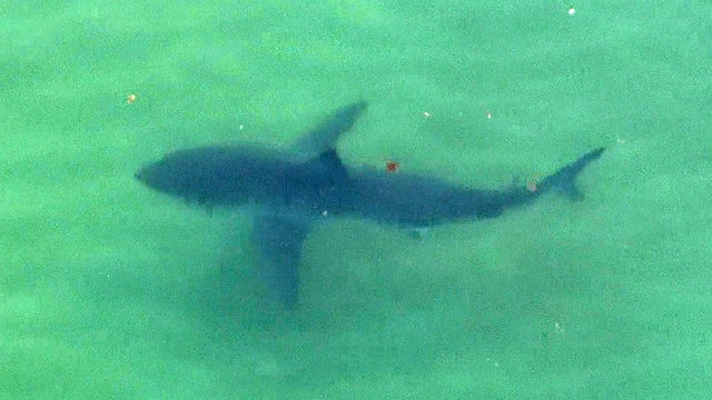 sharks.jpg 