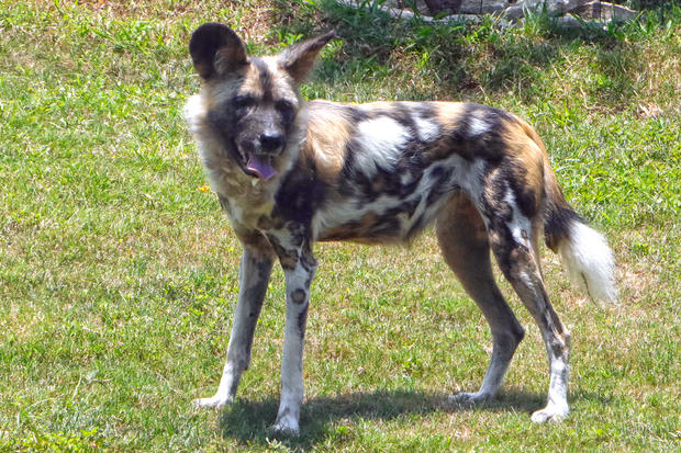 African Painted Dog 