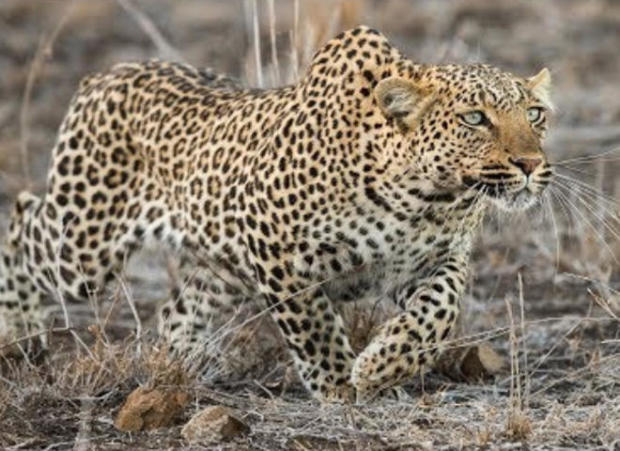 leopard-in-africa-judy-lehmberg.jpg 