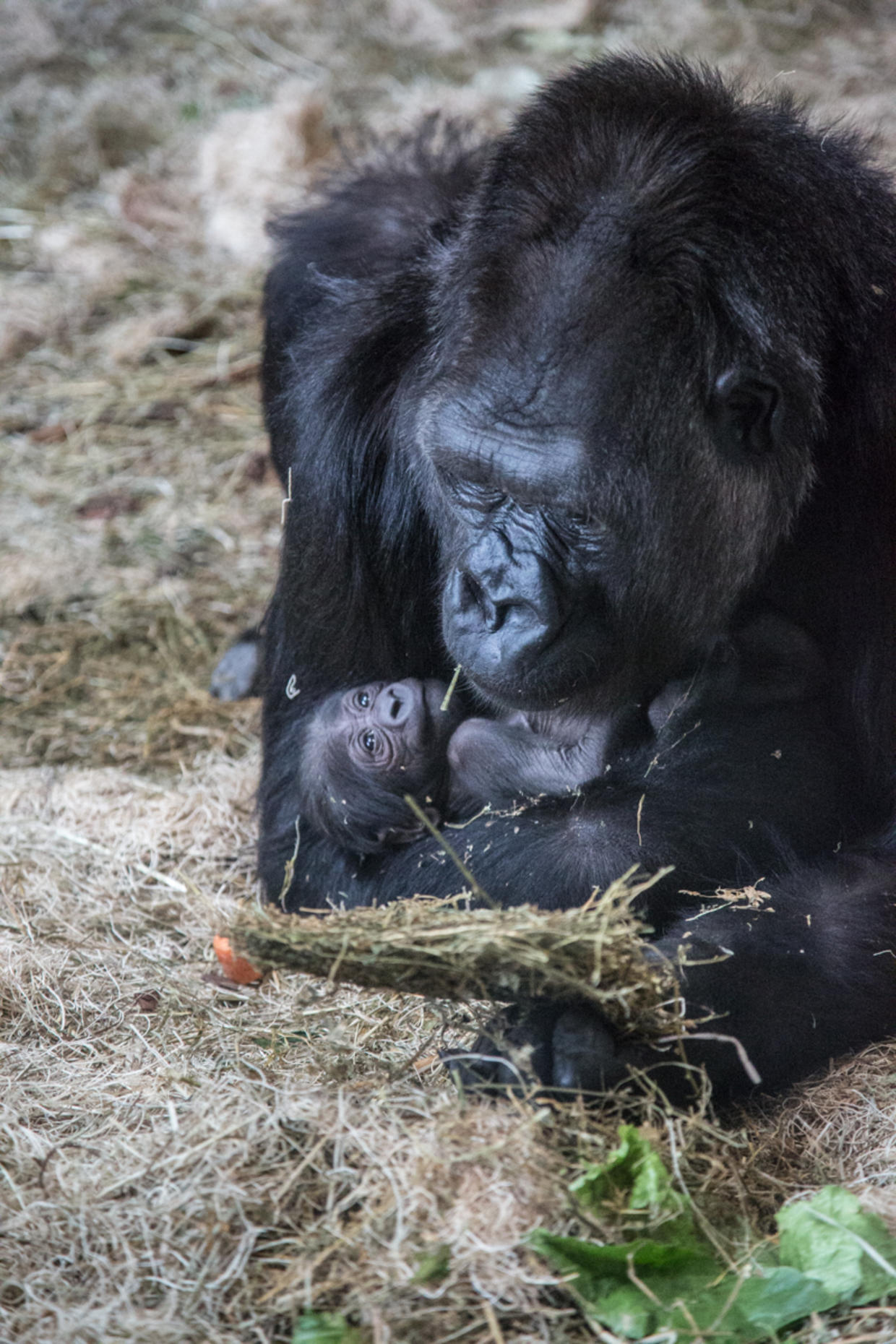 Lincoln Park Zoo Welcomes Second Newborn Gorilla In One Month - CBS Chicago