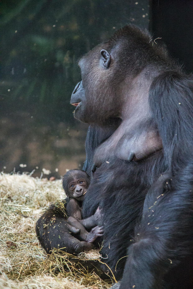 Baby Gorilla 3 