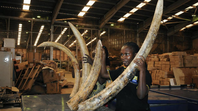 Uganda Ivory Seizure 