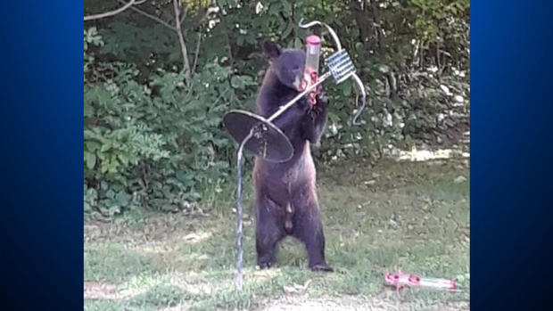 Cecil Township Black Bear 