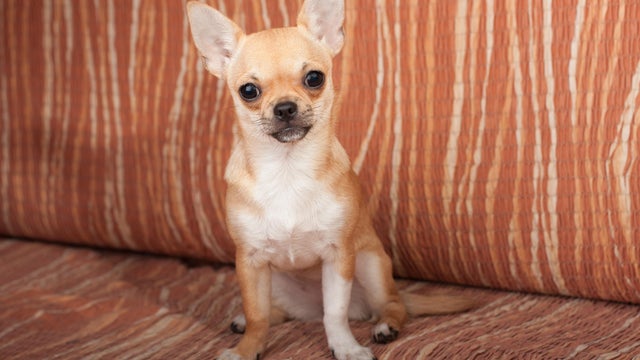 Chihuahua puppy sitting on sofa, 4 months old female 