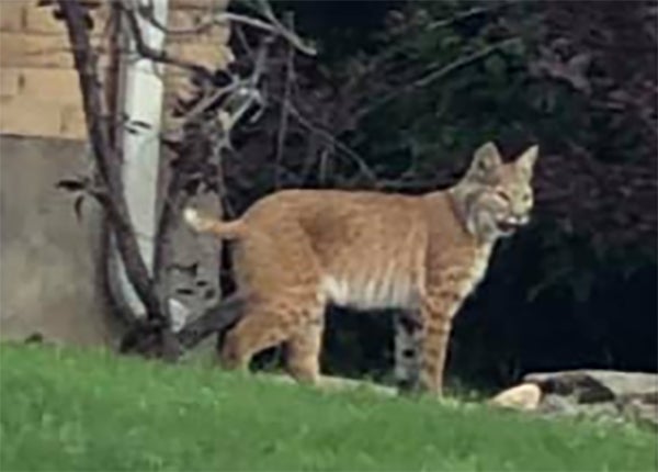 Bobcat 1 (Lakewood PD FB) 