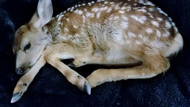 rescued-fawn.jpg 