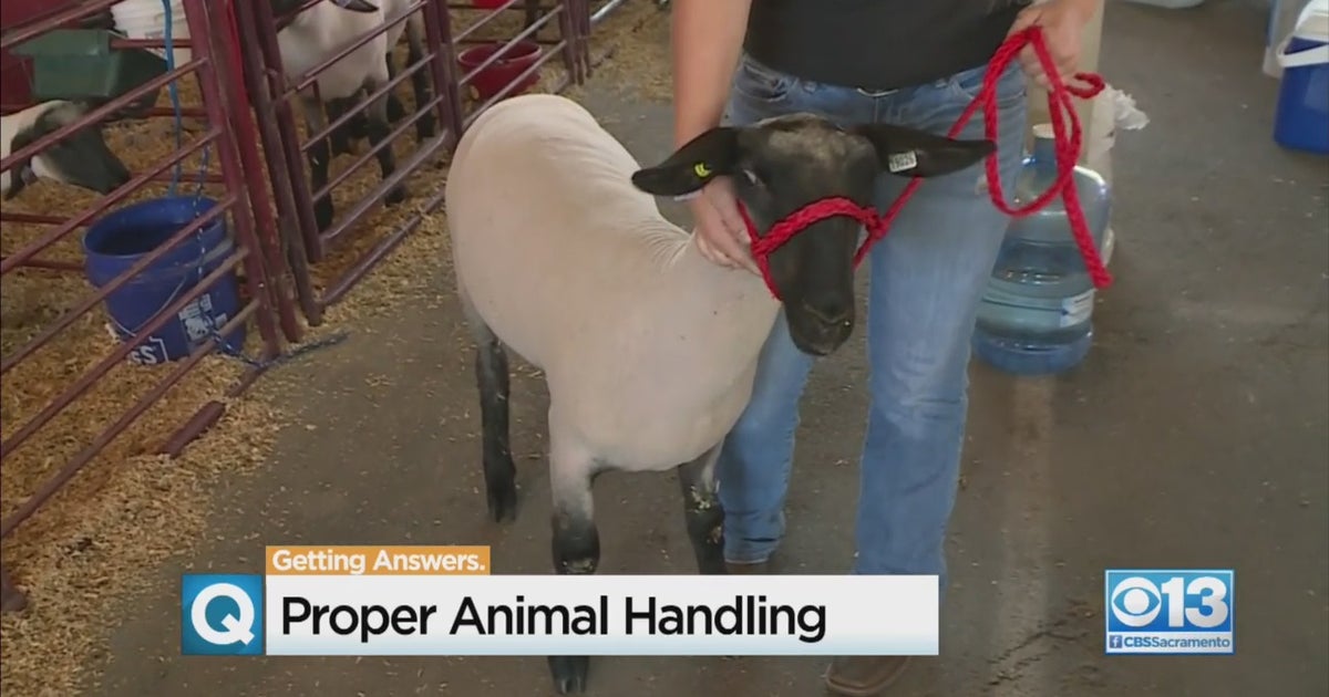 FFA Adviser Disciplined After Video Of Mistreatment Of Sheep Surfaces ...