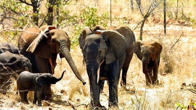 Mozambican elephants 
