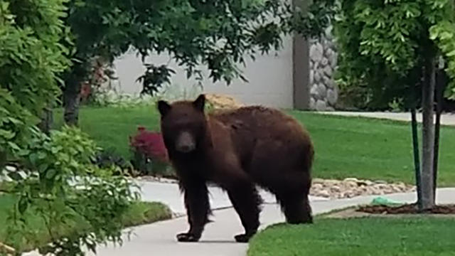 bear-in-broomfield-featured.jpg 