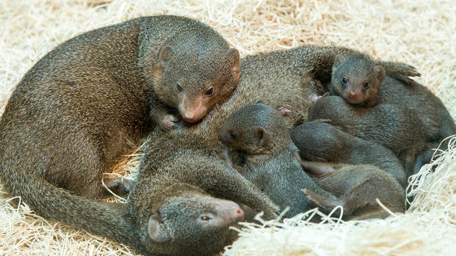 mongoose-pups.jpg 