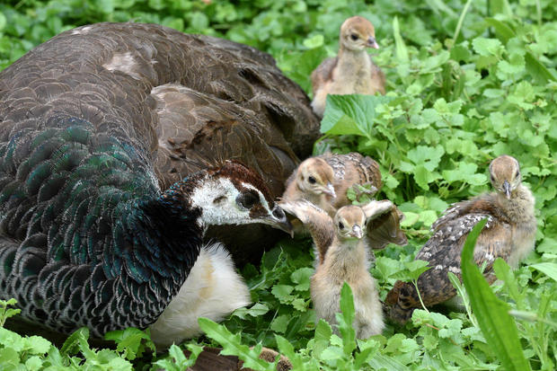 Peafowl chicks with mom Gouda 