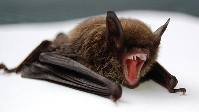 bat-rabies-via-jeffco-public-health-1-1.jpg 