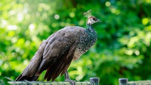 peahen.jpg 