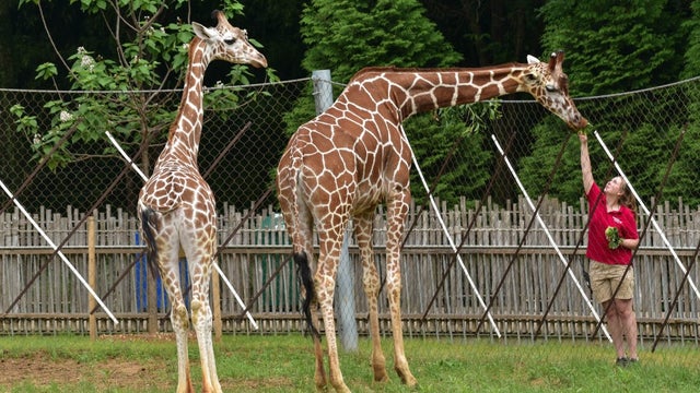 maryland-zoo-giraffe-yard.jpg 