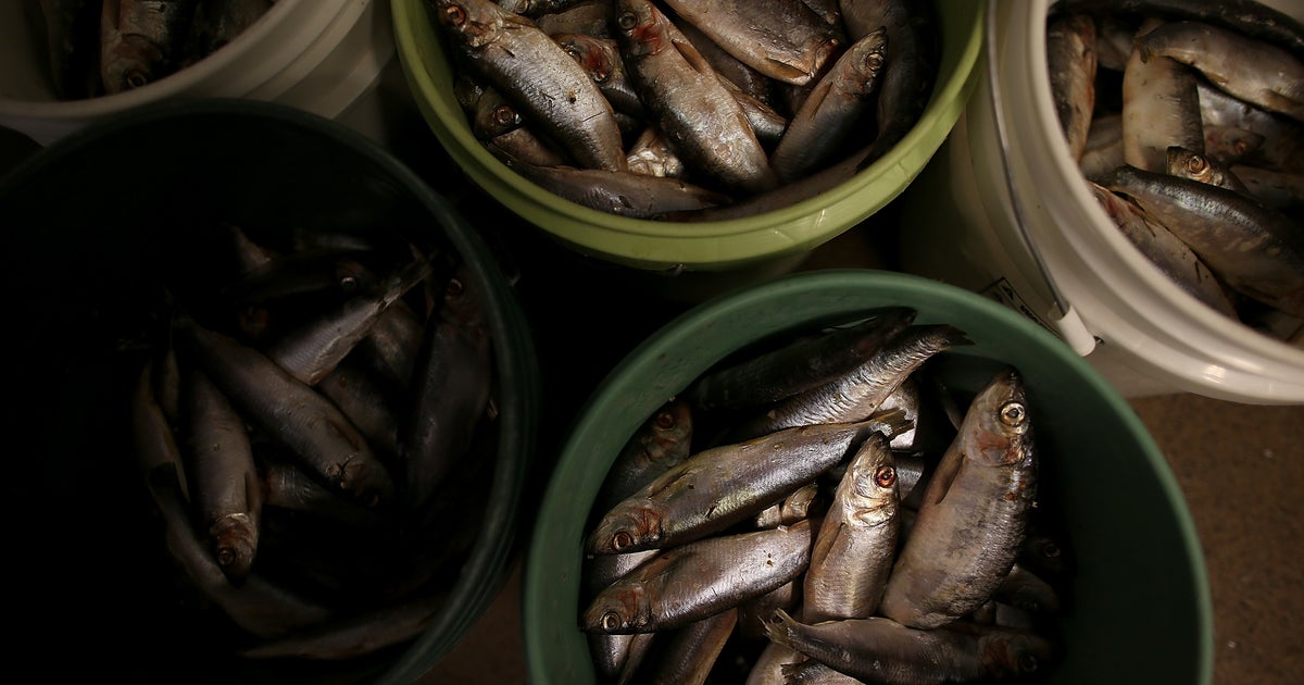 River Herring Not Added To Endangered Species List CBS Baltimore
