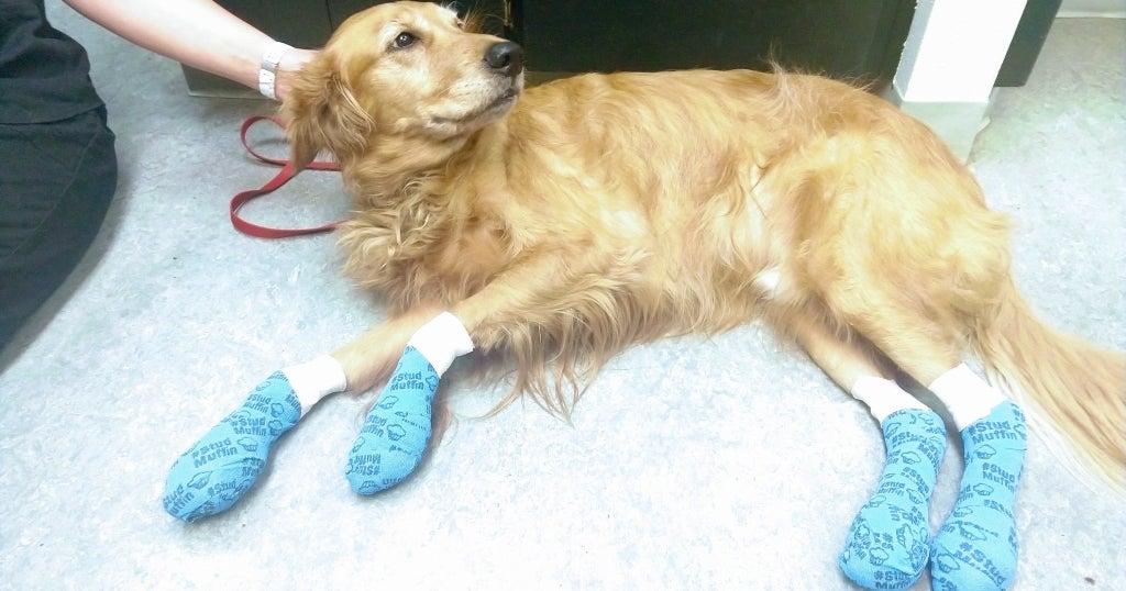 Experts Warn Pet Owners After Dog's Paws Severely Burned By Hot