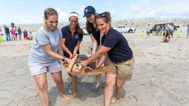 20190620turtlerelease215-1.jpg 