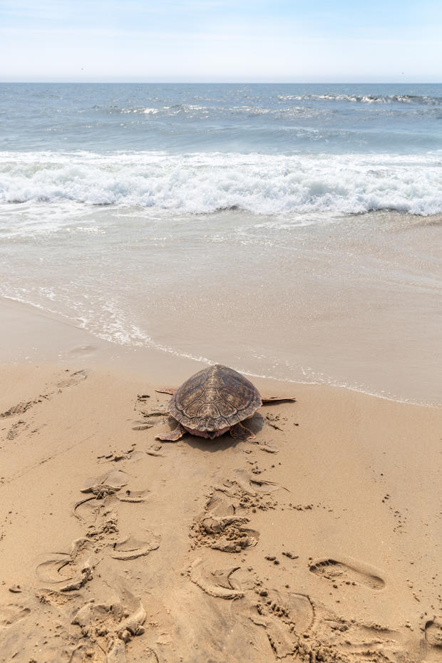 Sea Turtle Release | Assateague Island State Park  | June 20, 2019 
