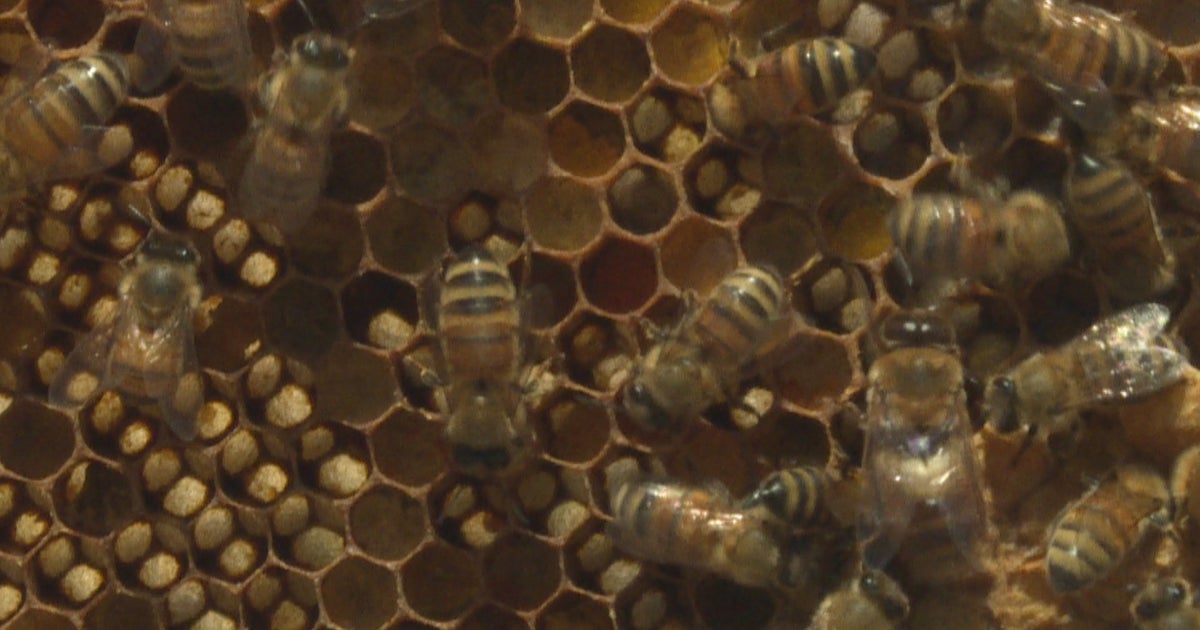 National Pollinator Week Highlights Importance Of Insects In Food ...