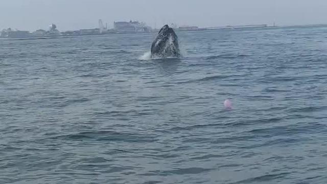 0621whaleoceancity.jpg 