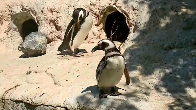 sf-zoo-same-sex-penguin-couple.jpg 