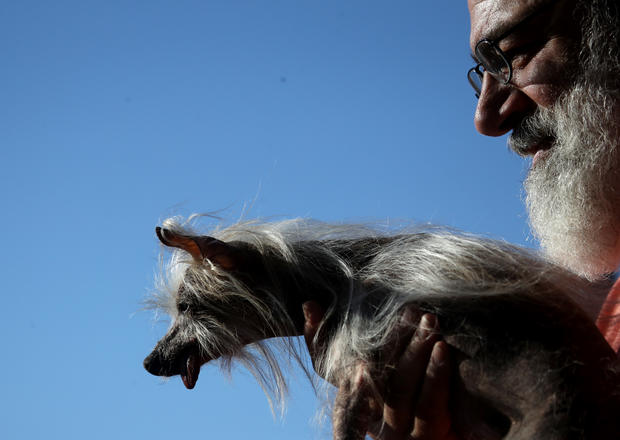 Annual Ugliest Dog Competition Held In Petaluma, California 