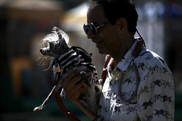 Annual Ugliest Dog Competition Held In Petaluma, California 