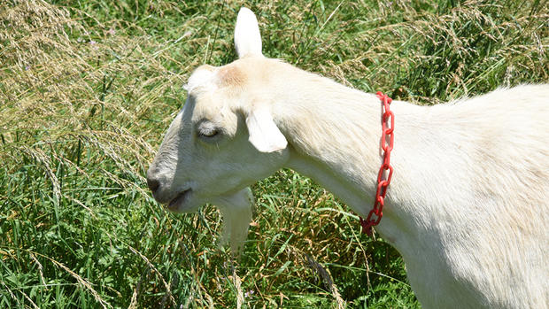 goats cranberry 2 