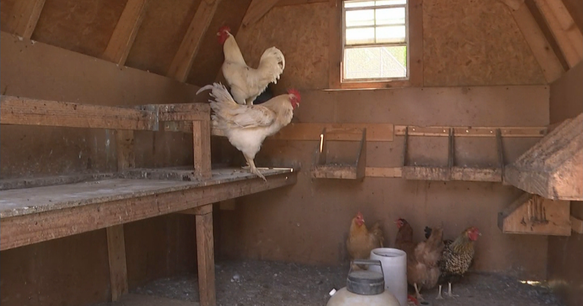 Keeping chickens in best sale nj