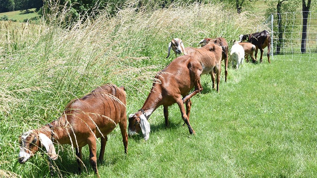 goats-cranberry-.jpg 