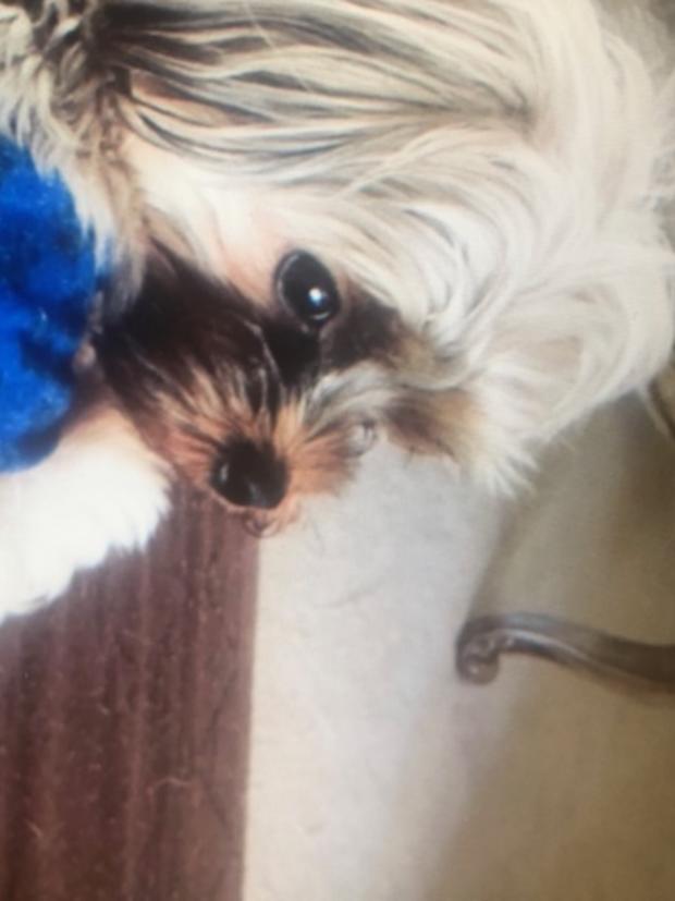 Family Of Missing Farmington Hills Dog Offers $1K Reward 