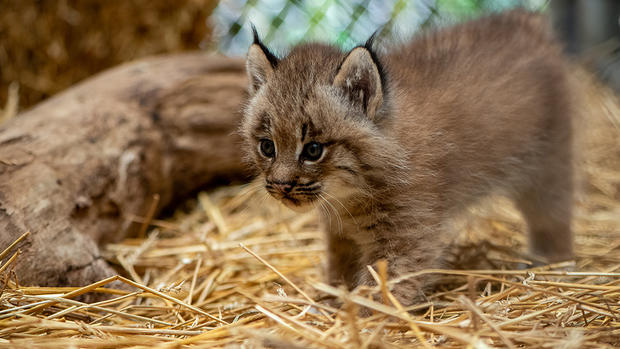 pittsburgh-zoo-baby-lynx-2 