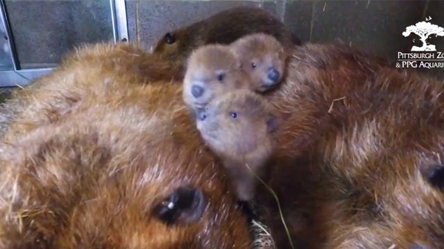 pittsburgh-zoo-beavers.jpg 