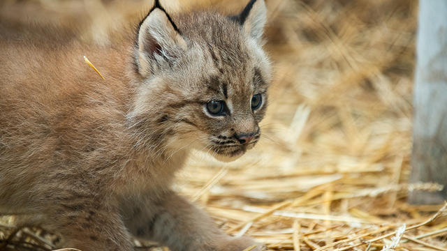 baby canadian lynx