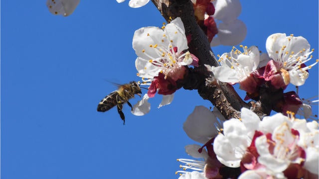honeybees-1880315-640x360.jpg 